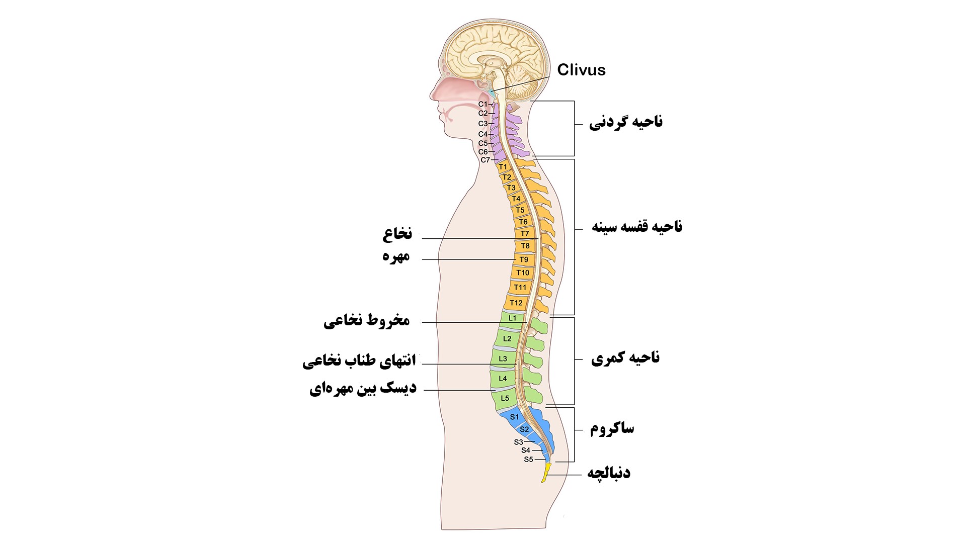 آناتومی ستون فقرات