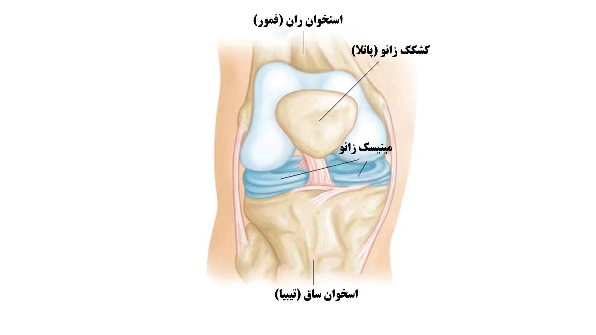 آناتومی زانو
